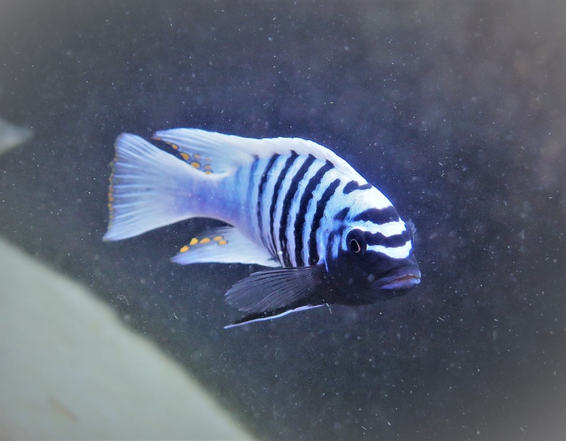 Maylandia zebra 'Thumbi West Island'